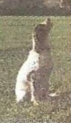 Setter Anglais RAYMOND'S ZUNA Setter Anglais RAYMOND'S ZUNA